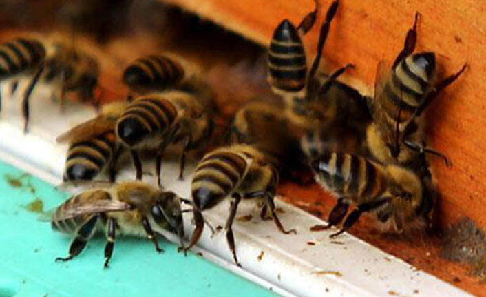 19 kişiyi hastanelik ettiler!