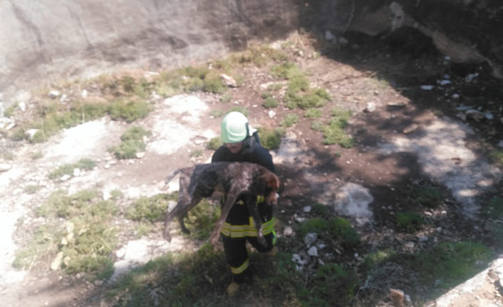 Kuyuya düşen köpeğin imdadına itfaiye yetişti