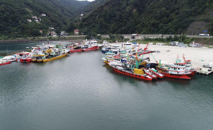 Palamut olmadı umut hamside