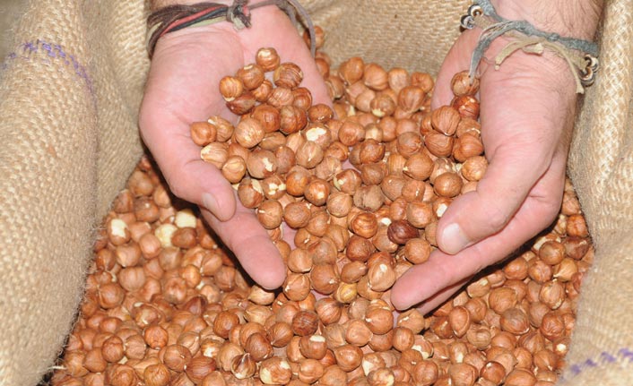 Fındıkta Fiskobirlik sevinci