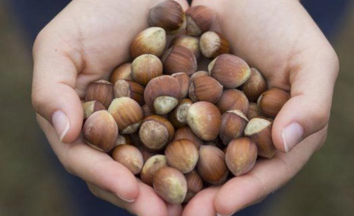 TMO, Ordu'da 3 bin tona yakın fındık aldı