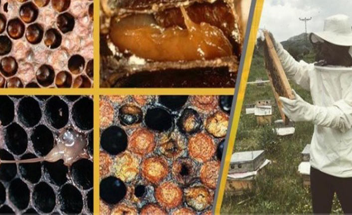 Arıcılar Amerikan yavru çürüklüğü hastalığına karşı uyardı