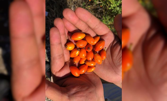 Dağlardaki lezzet kuşburnu geçim kaynağı oldu