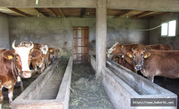 Trabzon'da hayvanlar telef oldu! Mahalle karantinaya alındı!