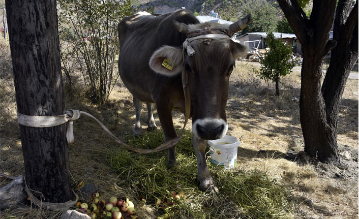 Bayburt’tan kaçan inek Gümüşhane’de bulundu
