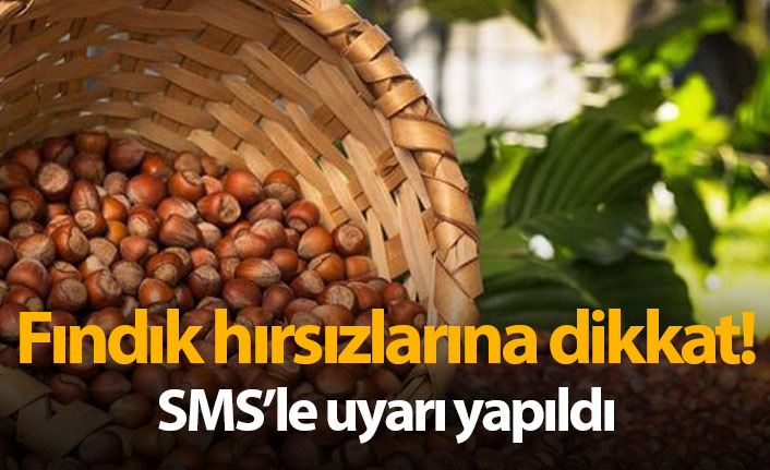 Trabzon'da fındık hırsızları iş başında! SMS'li uyarı yapıldı