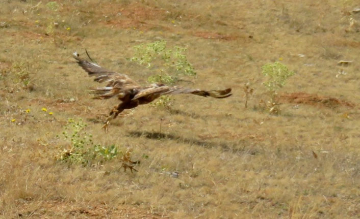 Yaralı kızıl şahin tedavi edilip salındı