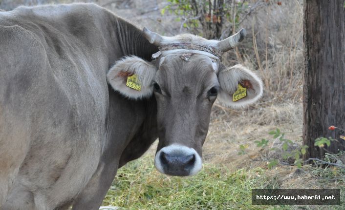 Bayburt'ta kaybolmuş Gümüşhane'de bulunmuştu! İnek sahibine ulaştırıldı