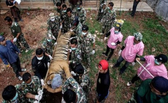 Kaplan Tapınağı'ndan kurtarılan 86 kaplan öldü