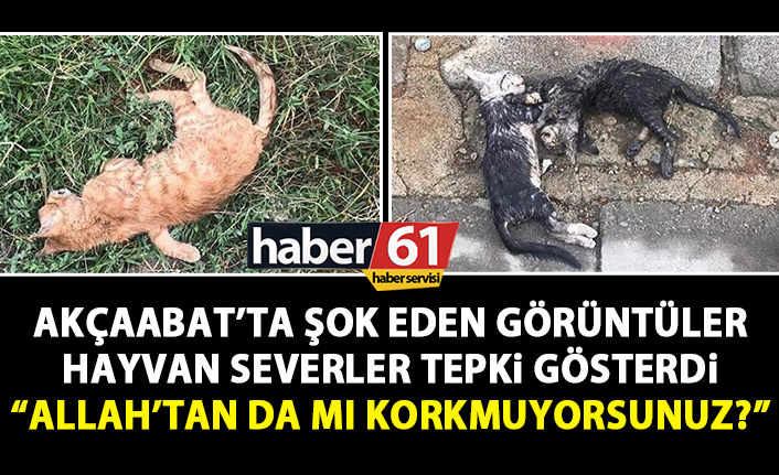 Akçaabat’ta şok eden görüntüler! Kedileri kim zehirledi?