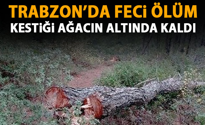 Trabzon'da feci ölüm! Kestiği ağacın altında kaldı!