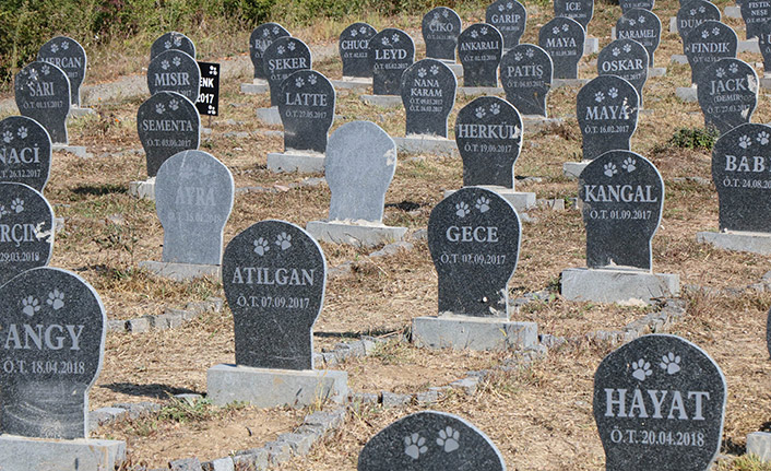 Samsun'da hayvan mezarlığı!