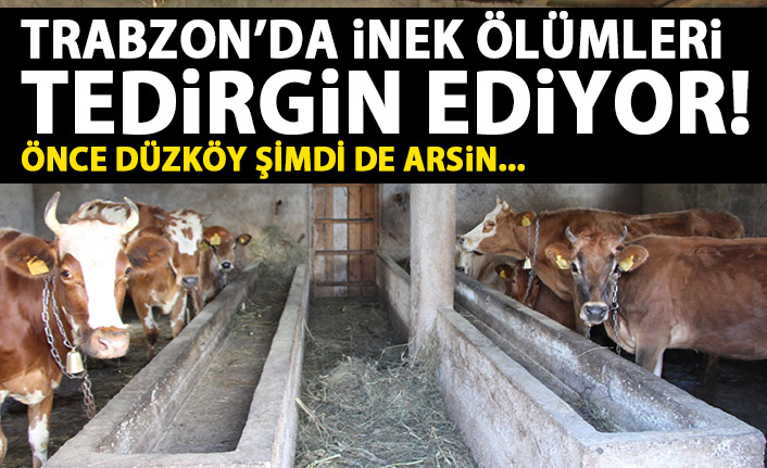  Trabzon’da inek ölümleri tedirgin ediyor