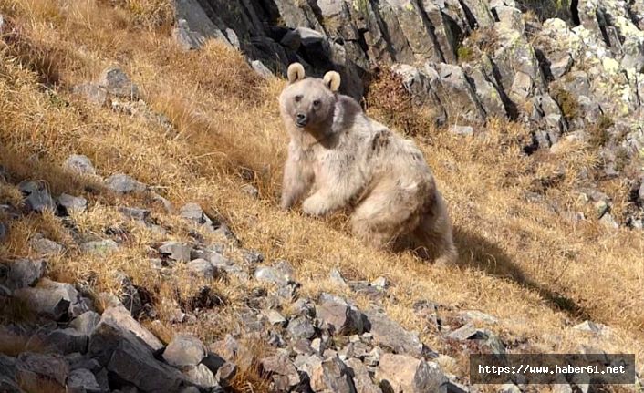 Ayılar avlansın çağrısı!