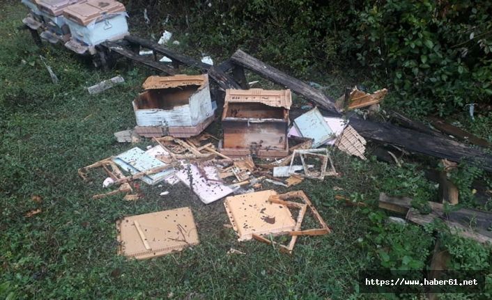 Ayılar arı kovanlarını parçaladı