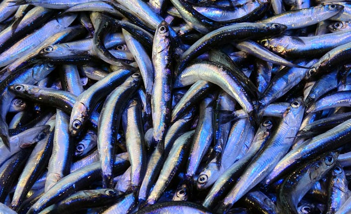 Karadeniz'de hamsi sürüleri tehdit altında