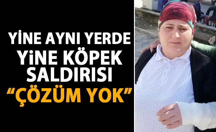 Vakfıkebir'de sokak köpeği isyanı!: Hergün saldırıyorlar!