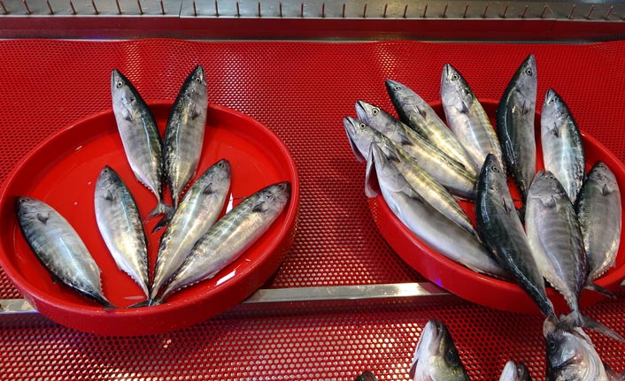 Karadeniz'de palamut tükendi