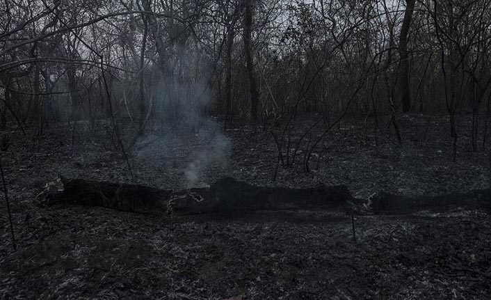 AB'den 'Amazon ormanları' uyarısı