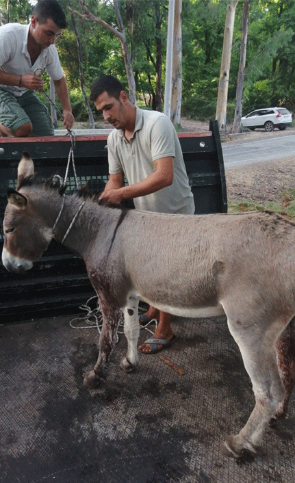 Kaçan eşek silahla vurularak yaralanmış vaziyette bulundu