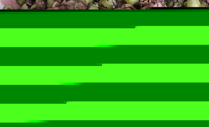 Ceviz üreticisinin yüzü güldü