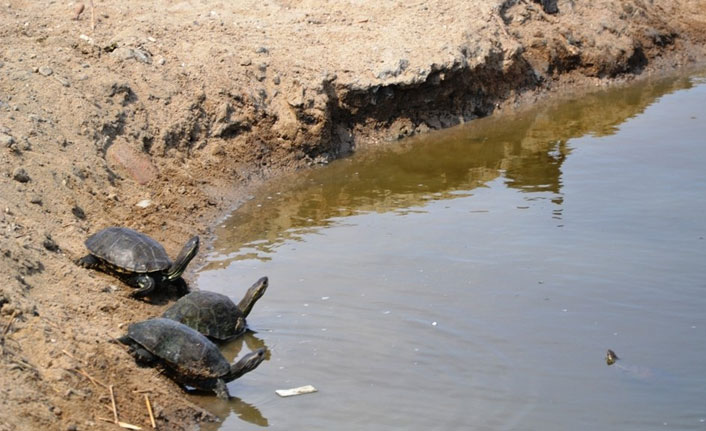Ayvalık’ta dere kaplumbağaların akınına uğradı