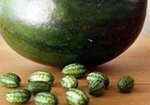 Trabzon'da da karpuz üretiliyor