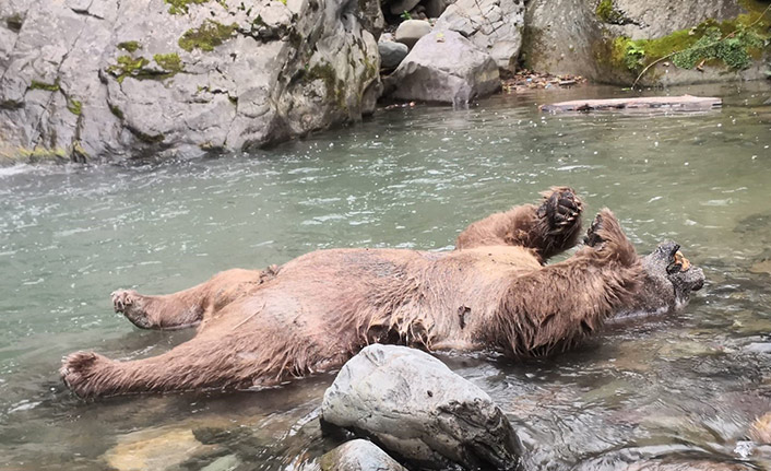 Trabzon'da dere içinde ölü bulundu!