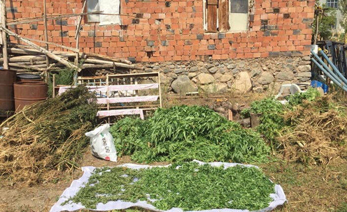 'Bahçeye mısır ektim, esrar çıktı'