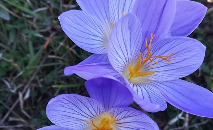 Yaylalarda vargit zamanı başladı