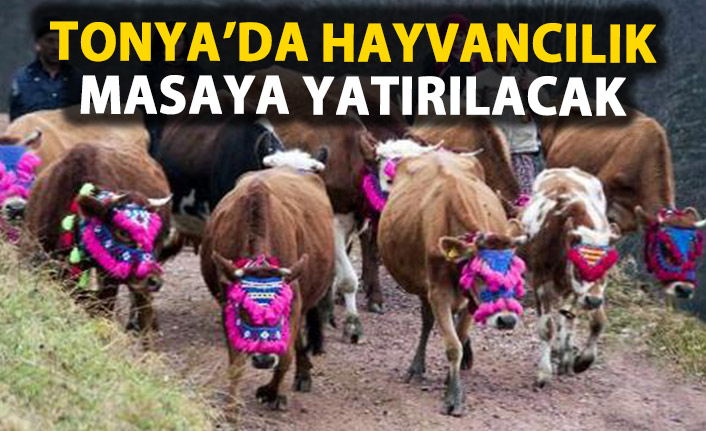 Tonya'da hayvancılık masaya yatırılacak