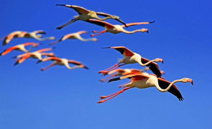 Acıgöl'de flamingoların görsel şöleni