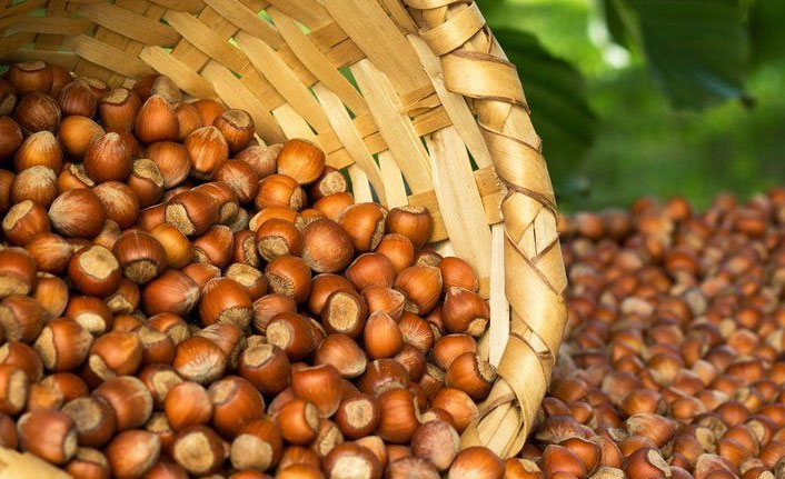 Fındık ihracatından bir ayda 296,3 milyon dolar gelir