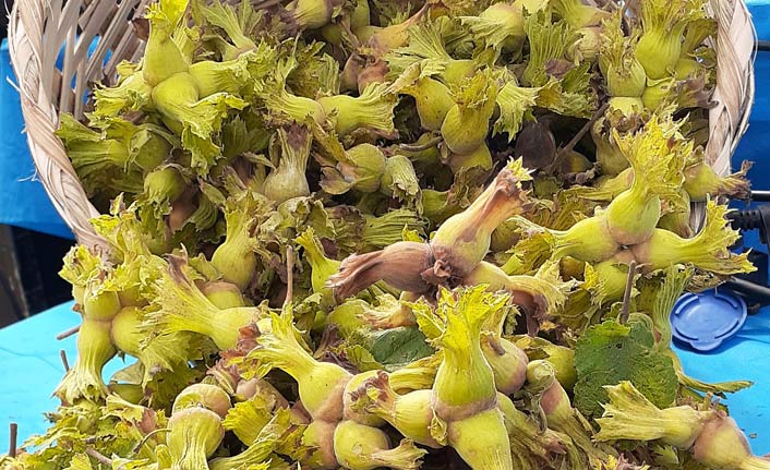 Fındıkta ihracat hızlı başladı