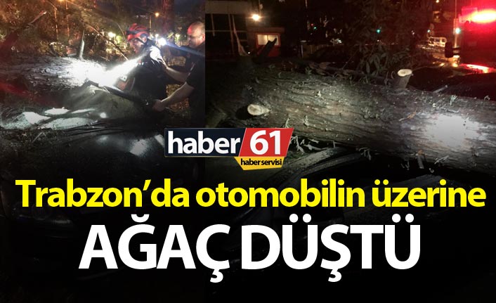 Trabzon’da otomobilin üzerine ağaç düştü