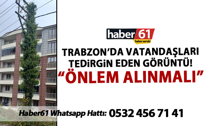 Elektrik direğindeki sarmaşık tehlike saçıyor.