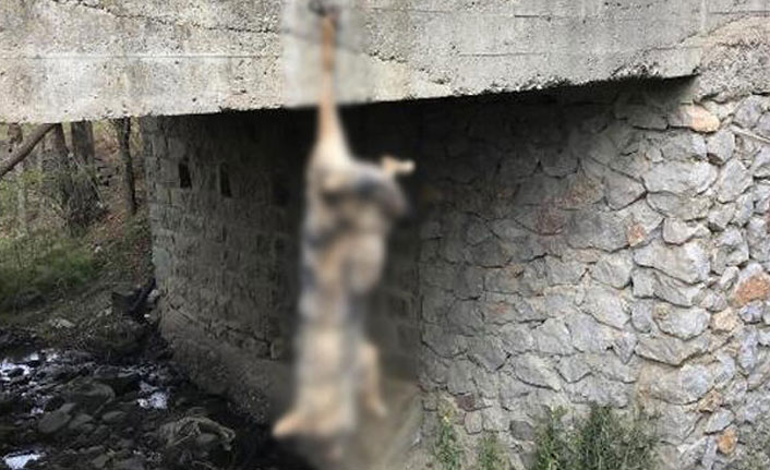 Köprüden ayağından asılı halde bulundu!