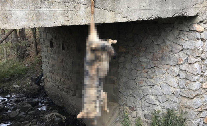 Köprüye asılı bulunmuştu, sırrı ortaya çıktı