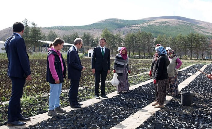 Vali Epcim, Orman Fidanlık Şefliğini ziyaret etti