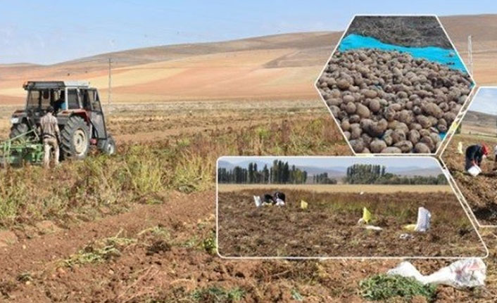 Patates hasadı başladı