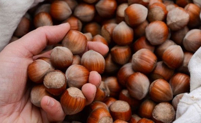 Trabzon fındığını İtalya'ya satıyor