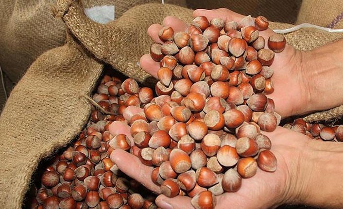 Trabzon'da fındık fiyatları