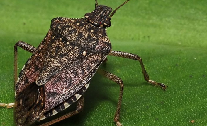 Fındıktaki tehlike "Drakula" evlerde saklanıyor