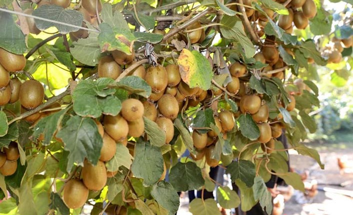 Ordu'da kivi rekoltesi belli oldu