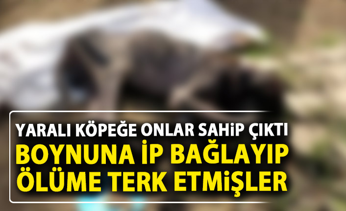 İşkence görüp, ölüme terk edilen köpeğe sahip çıktılar