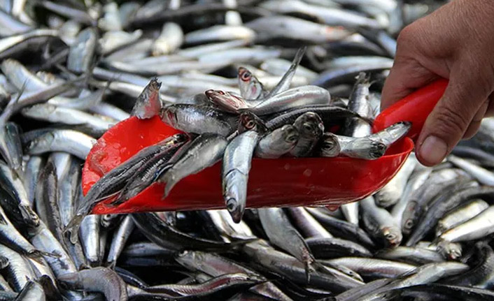 Karadeniz'de hamsi bolluğu - 23 Ekim 2019