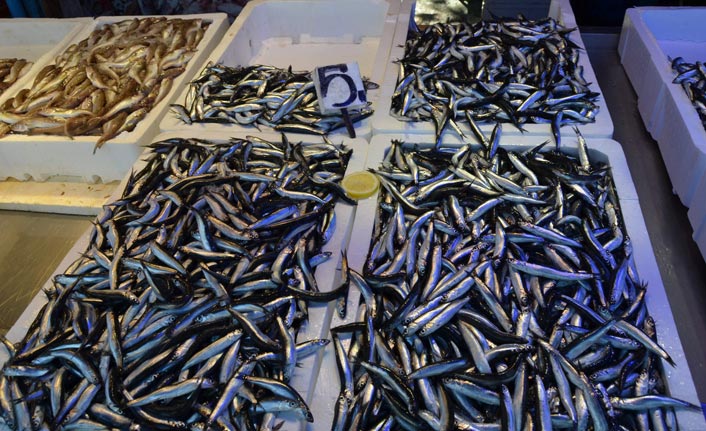 Trabzon’da Hamsi Sezonu Bereketli Geçiyor: Kilosu 5-10 TL