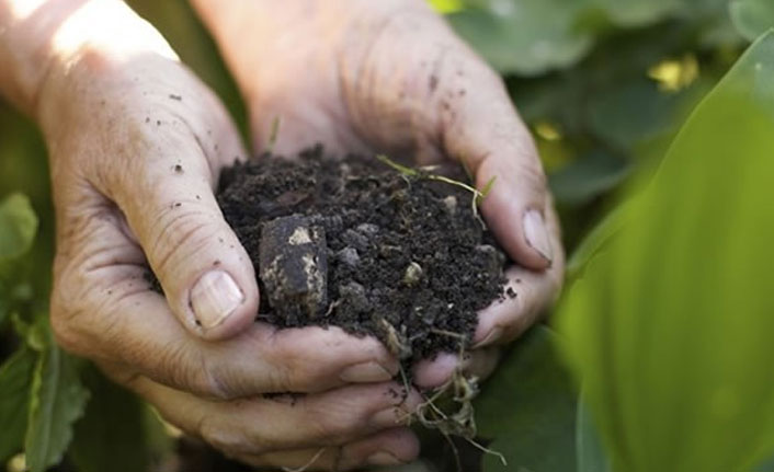 Doğu Karadeniz’de fındık ve çay tarımı tehlikede