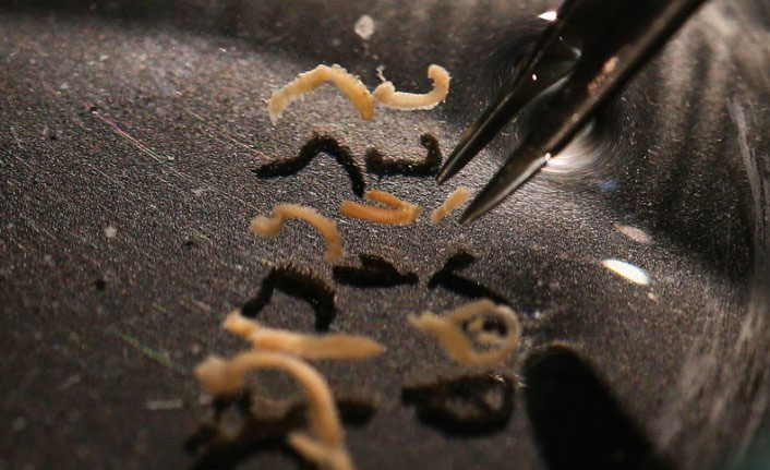 Türk denizlerinde 56 yeni canlı türü tespit edildi