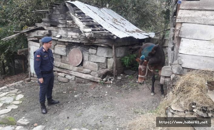 Yaralı katır emin ellerde